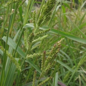 Echinochloa crus-galli at Evatt, ACT - 6 Mar 2022