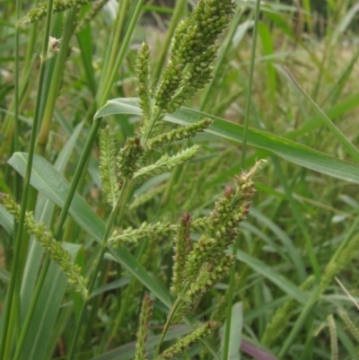 Echinochloa crus-galli (Barnyard Grass) at Evatt, ACT - 6 Mar 2022 by pinnaCLE