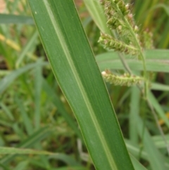 Echinochloa crus-galli at Evatt, ACT - 6 Mar 2022 02:15 PM