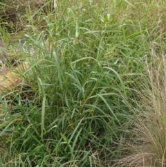 Echinochloa crus-galli at Evatt, ACT - 6 Mar 2022 02:15 PM