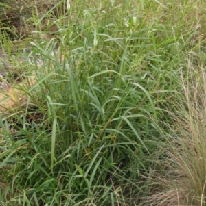 Echinochloa crus-galli at Evatt, ACT - 6 Mar 2022