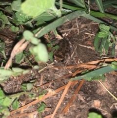 Unidentified Frog at Bungowannah, NSW - 5 Mar 2022 by melv