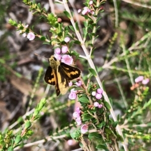 Ocybadistes walkeri at Aranda, ACT - 7 Mar 2022