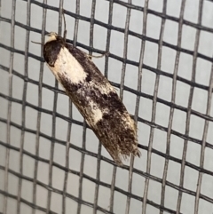 Palimmeces leucopelta at Jerrabomberra, NSW - 7 Mar 2022