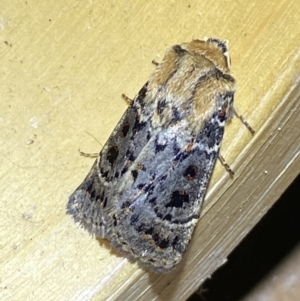 Proteuxoa sanguinipuncta at Jerrabomberra, NSW - 6 Mar 2022