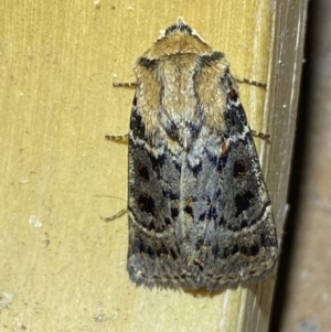 Proteuxoa sanguinipuncta at Jerrabomberra, NSW - 6 Mar 2022