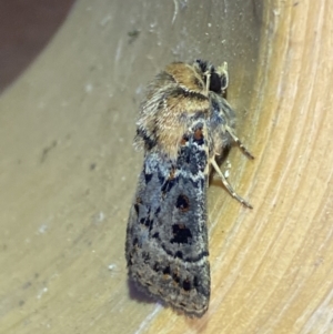 Proteuxoa sanguinipuncta at Jerrabomberra, NSW - 6 Mar 2022