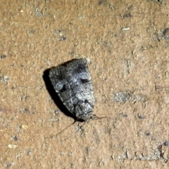 Thoracolopha verecunda at Jerrabomberra, NSW - 6 Mar 2022