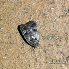 Thoracolopha verecunda at Jerrabomberra, NSW - 6 Mar 2022