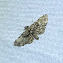 Chloroclystis catastreptes (Green and Brown Carpet) at Jerrabomberra, NSW - 6 Mar 2022 by SteveBorkowskis