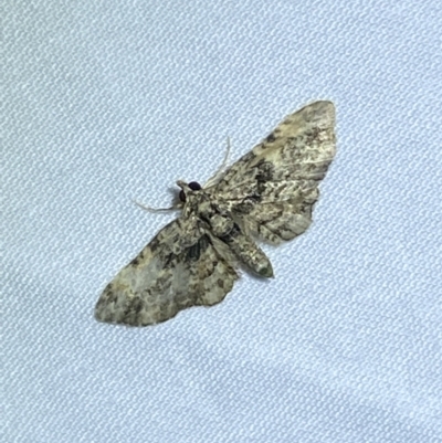 Chloroclystis catastreptes (Green and Brown Carpet) at Jerrabomberra, NSW - 6 Mar 2022 by Steve_Bok