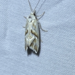 Heliocosma argyroleuca (A tortrix or leafroller moth) at Jerrabomberra, NSW - 6 Mar 2022 by SteveBorkowskis