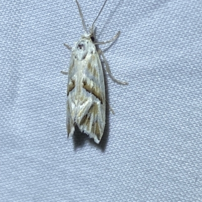 Heliocosma argyroleuca (A tortrix or leafroller moth) at Jerrabomberra, NSW - 6 Mar 2022 by SteveBorkowskis