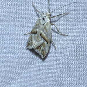 Heliocosma argyroleuca at Jerrabomberra, NSW - 6 Mar 2022