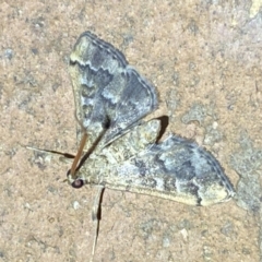 Nacoleia rhoeoalis (Spilomelinae) at Jerrabomberra, NSW - 6 Mar 2022 by Steve_Bok