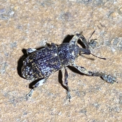 Parorthorhinus aethiops (A weevil) at Jerrabomberra, NSW - 6 Mar 2022 by SteveBorkowskis