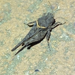 Paratettix australis (A pygmy grasshopper) at Jerrabomberra, NSW - 6 Mar 2022 by SteveBorkowskis