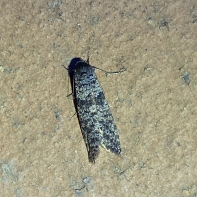 Lepidoscia (genus) ADULT (A Case moth) at Jerrabomberra, NSW - 6 Mar 2022 by Steve_Bok