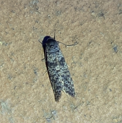 Lepidoscia (genus) ADULT (A Case moth) at Jerrabomberra, NSW - 6 Mar 2022 by SteveBorkowskis