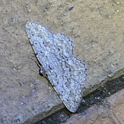 Didymoctenia exsuperata (Thick-lined Bark Moth) at Jerrabomberra, NSW - 6 Mar 2022 by SteveBorkowskis
