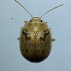 Paropsis charybdis (Eucalyptus leaf beetle) at Jerrabomberra, NSW - 6 Mar 2022 by Steve_Bok