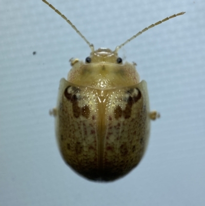 Paropsis charybdis (Eucalyptus leaf beetle) at Jerrabomberra, NSW - 6 Mar 2022 by Steve_Bok