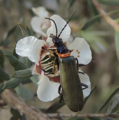 Chauliognathus lugubris (Plague Soldier Beetle) at Paddys River, ACT - 30 Nov 2021 by MichaelBedingfield