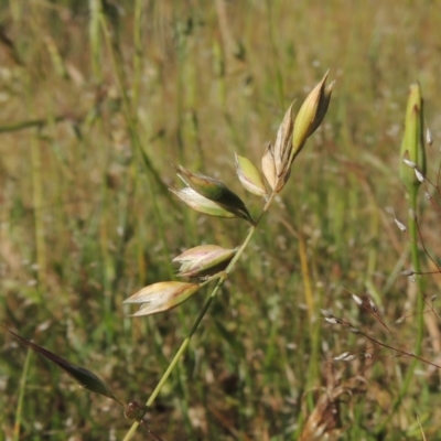 Rytidosperma carphoides (Short Wallaby Grass) at Paddys River, ACT - 30 Nov 2021 by MichaelBedingfield