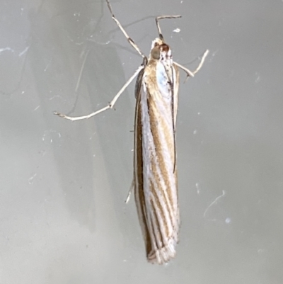 Hednota species near grammellus (Pyralid or snout moth) at Jerrabomberra, NSW - 7 Mar 2022 by SteveBorkowskis