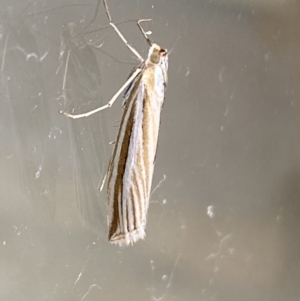 Hednota species near grammellus at Jerrabomberra, NSW - 7 Mar 2022