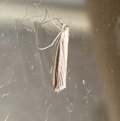 Hednota species near grammellus at Jerrabomberra, NSW - 7 Mar 2022