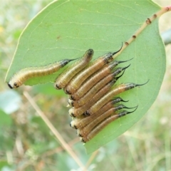 Lophyrotoma interrupta (Cattle Poisoning Sawfly) at Aranda Bushland - 4 Mar 2022 by CathB