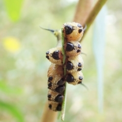 Lophyrotoma interrupta at Molonglo Valley, ACT - 4 Mar 2022