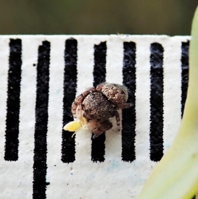 Simaethula sp. (genus) (A jumping spider) at Aranda Bushland - 4 Mar 2022 by CathB