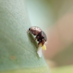 Simaethula sp. (genus) at Molonglo Valley, ACT - 4 Mar 2022