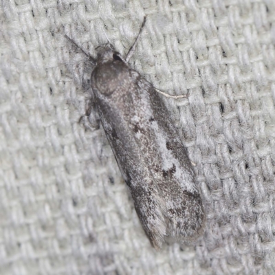 Philobota stella (A concealer moth) at O'Connor, ACT - 3 Mar 2022 by ibaird