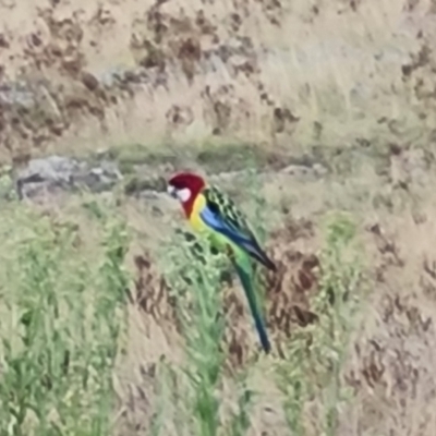 Platycercus eximius (Eastern Rosella) at Isaacs Ridge - 6 Mar 2022 by Mike