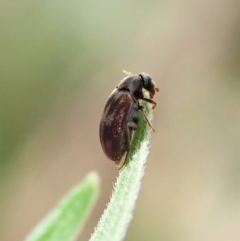 Ripiphoridae (family) (Wedge-shaped beetle) at Point 4081 - 4 Mar 2022 by CathB