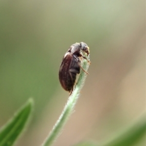 Ripiphoridae (family) at Aranda, ACT - 4 Mar 2022 12:19 PM