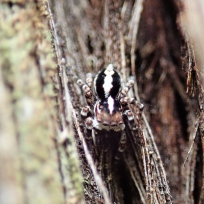 Euophryinae sp. (Mr Stripey) undescribed (Mr Stripey) at Aranda Bushland - 4 Mar 2022 by CathB