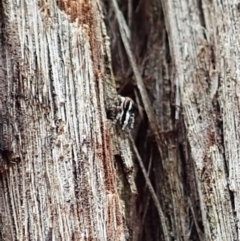 Euophryinae sp. (Mr Stripey) undescribed at Aranda, ACT - 4 Mar 2022 12:22 PM