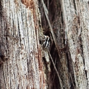 Euophryinae sp. (Mr Stripey) undescribed at Aranda, ACT - 4 Mar 2022