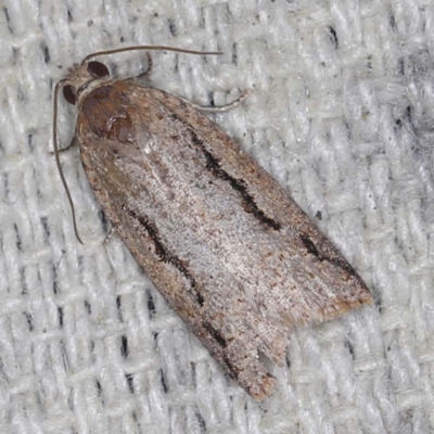 Meritastis undescribed species (A Tortricid moth) at O'Connor, ACT - 3 Mar 2022 by ibaird