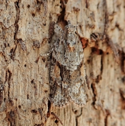 Acropolitis rudisana (Family Tortricinae) at Aranda Bushland - 4 Mar 2022 by CathB