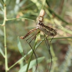 Opisthoncus sp. (genus) (Unidentified Opisthoncus jumping spider) at Aranda Bushland - 4 Mar 2022 by CathB