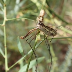 Opisthoncus sp. (genus) (Opisthoncus jumping spider) at Aranda Bushland - 4 Mar 2022 by CathB