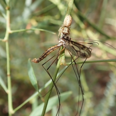 Opisthoncus sp. (genus) (Unidentified Opisthoncus jumping spider) at Aranda Bushland - 4 Mar 2022 by CathB
