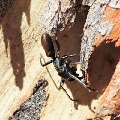 Myrmarachne luctuosa (Polyrachis Ant Mimic Spider) at Aranda Bushland - 4 Mar 2022 by CathB