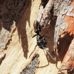 Myrmarachne luctuosa at Aranda, ACT - 4 Mar 2022