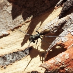 Myrmarachne luctuosa at Aranda, ACT - 4 Mar 2022 12:49 PM